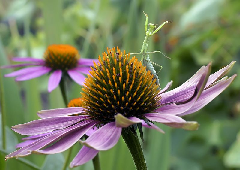 макро,богомол Дирижерphoto preview