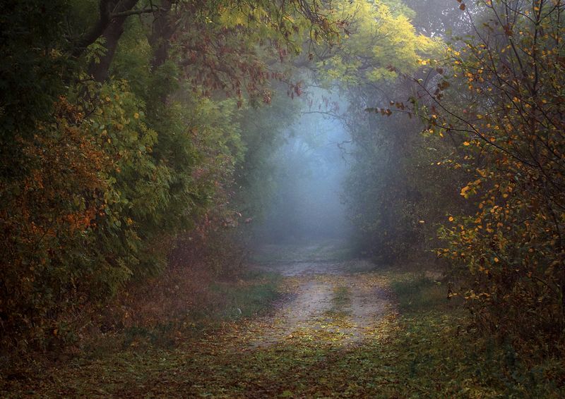 woodland hikes...photo preview