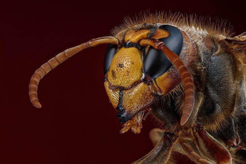 RedHornetphoto preview