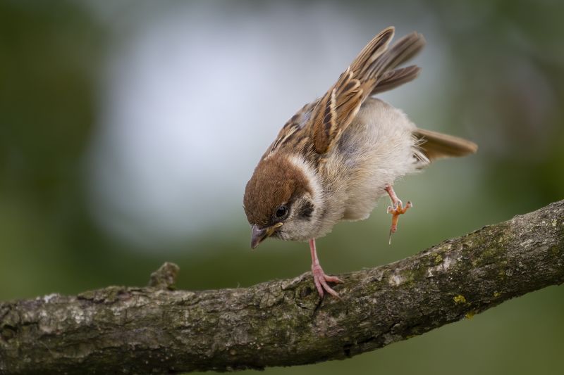 полевой воробей   (passer montanus) Полевой воробей   (Passer montanus)photo preview