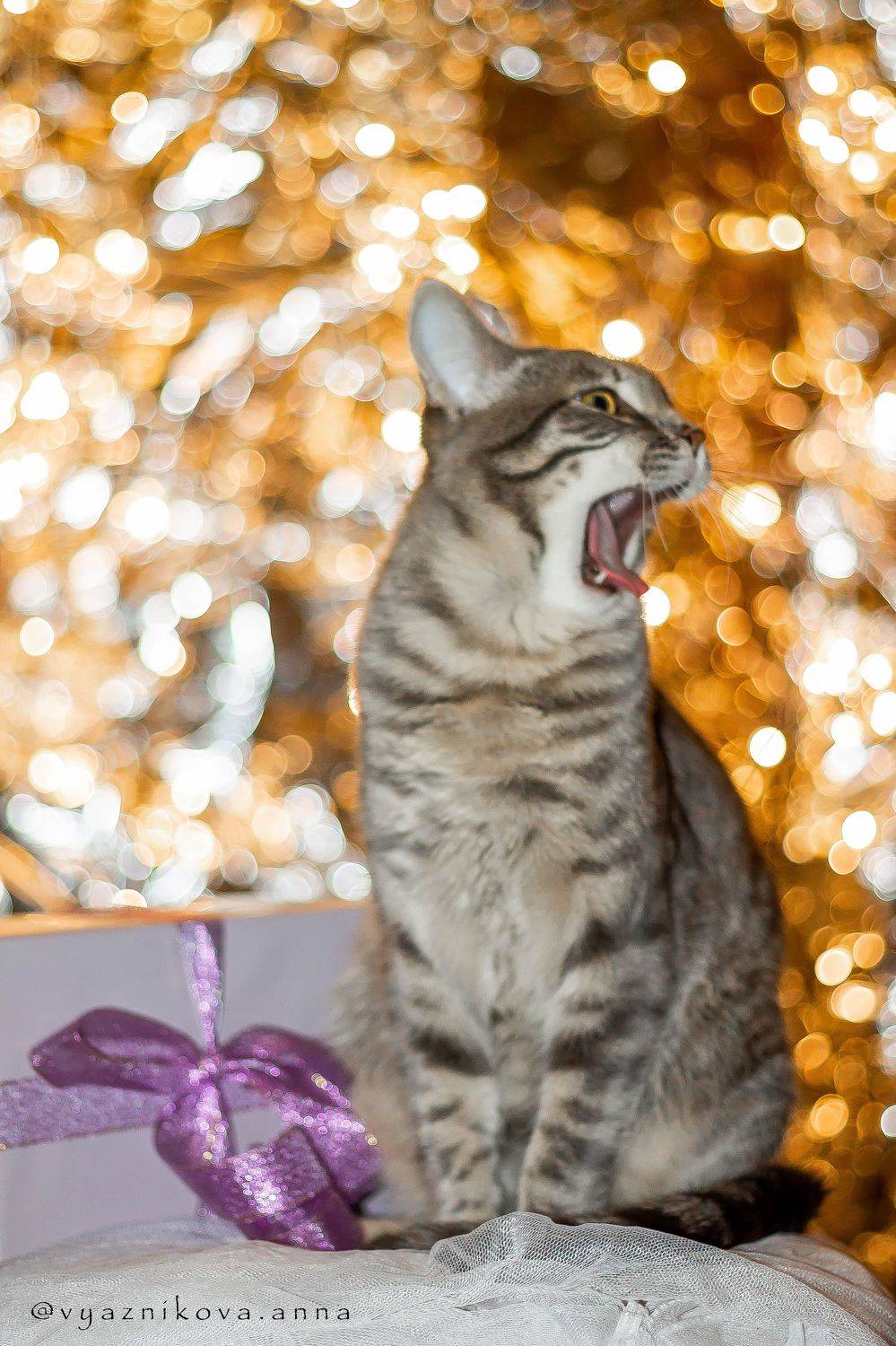 фотограф Лисичанск, Анна Вязникова