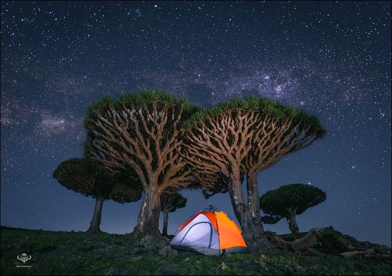 Сокотра, Йемен, фототуры Ночь среди драконовых деревьевphoto preview