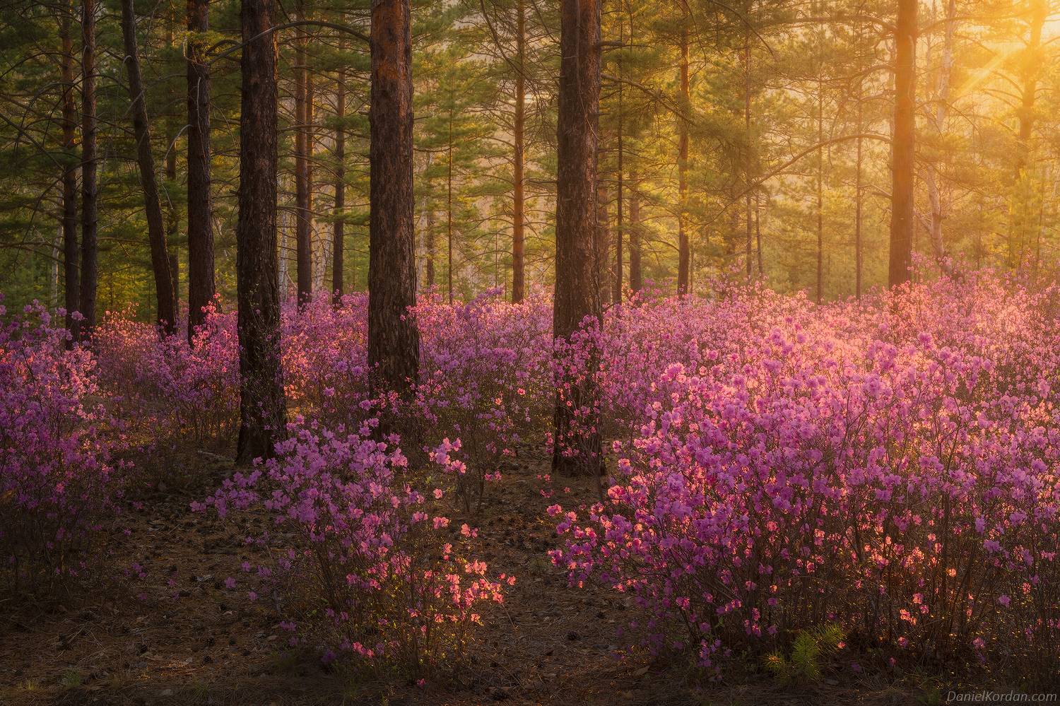 Забайкалье, Даниил Коржонов