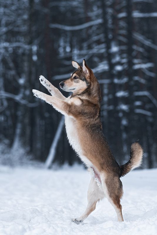 собака, животное Уокерphoto preview