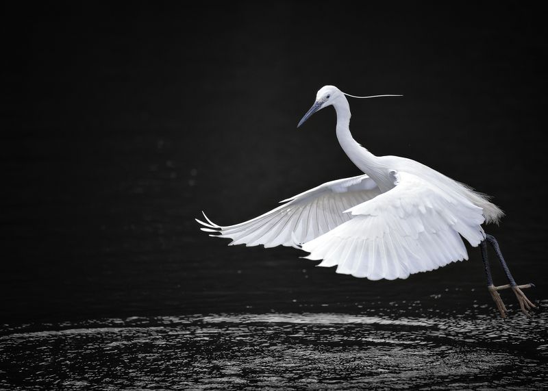 birds, animals, wildlife, heron, птицы, цапля, пернатые Над водойphoto preview