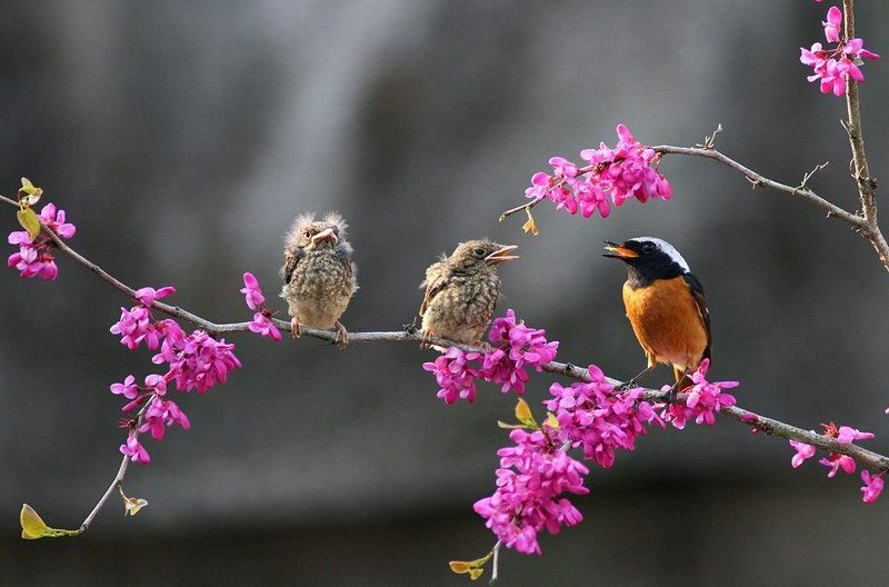 broodingphoto preview