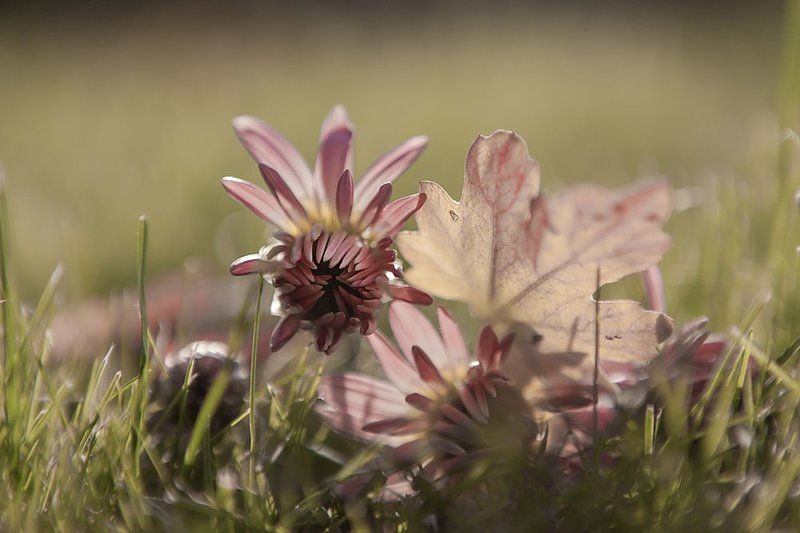 В розовых тонахphoto preview