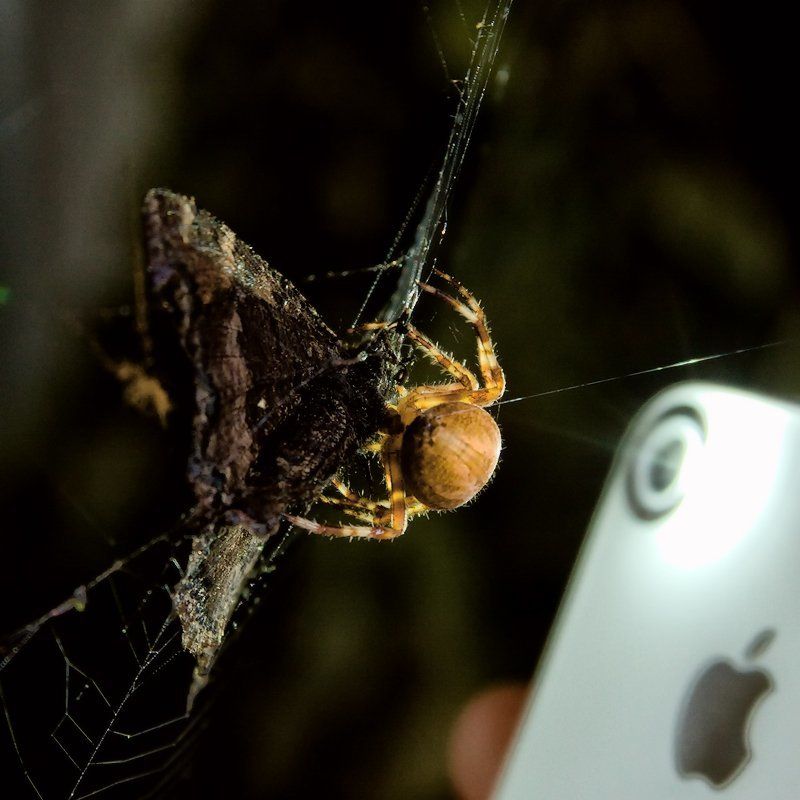 ПроНадкушенноеЯблочко)photo preview