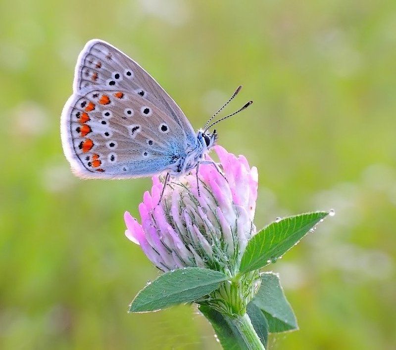 Сладкий запах нектара ...photo preview