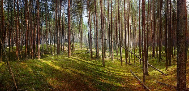 Мишки где-то там в лесу...photo preview