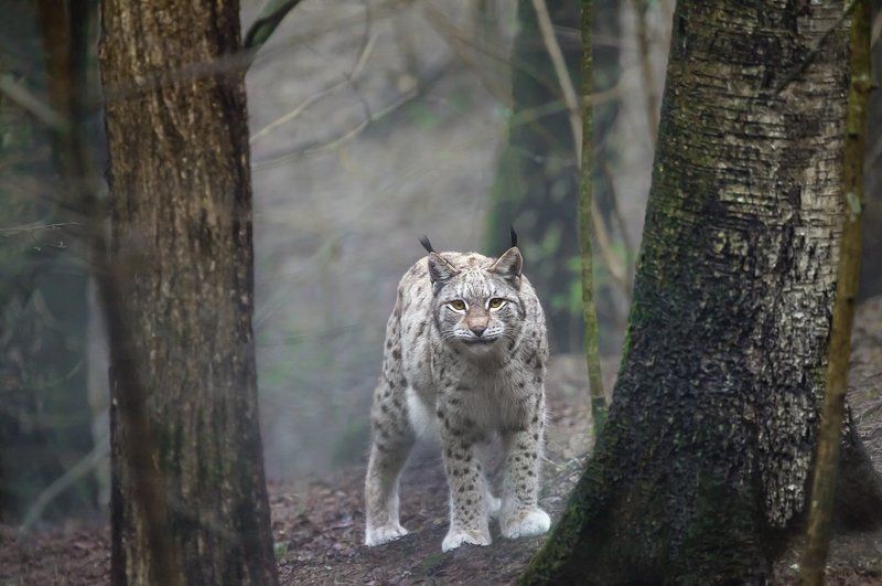 Коты бывают разныеphoto preview