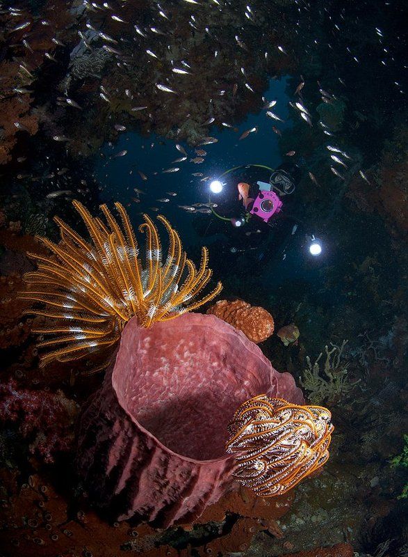 В подводной пещереphoto preview