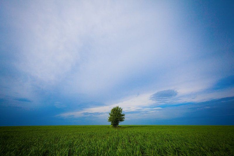 Дерево, Звезды, Млечный путь, Ночь, Поле путьphoto preview