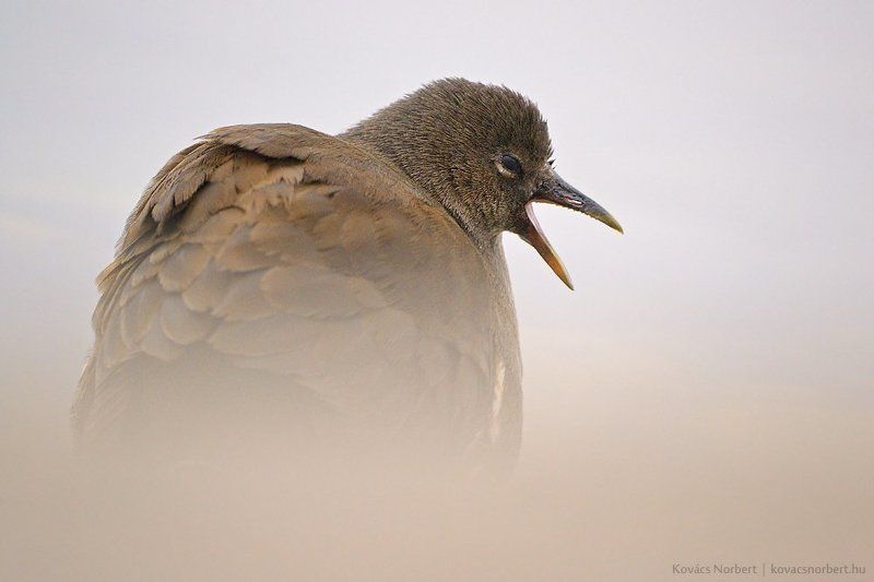 Sleepy morningphoto preview