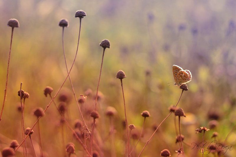 nature В конце летаphoto preview