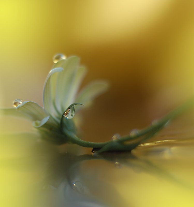Colors, Drop, Flower, Garden, Light, Macro, Nikon, Water Golden Rain..photo preview