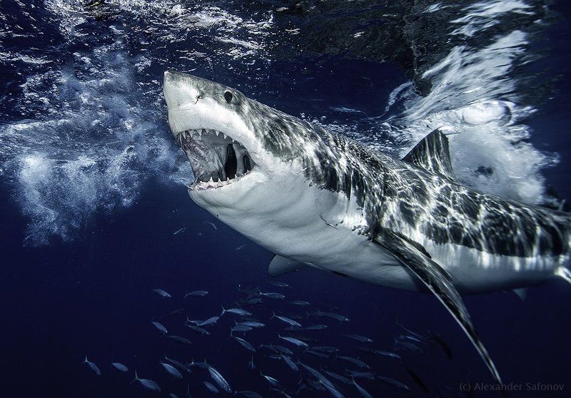 powerful argumentphoto preview