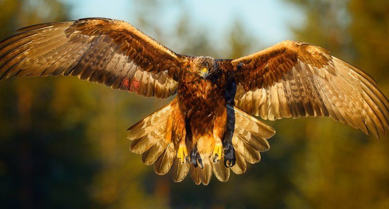 могучая штучкаphoto preview