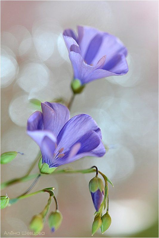 Ленокphoto preview