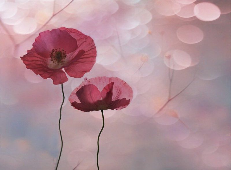 Есть у лета особая нежность...photo preview