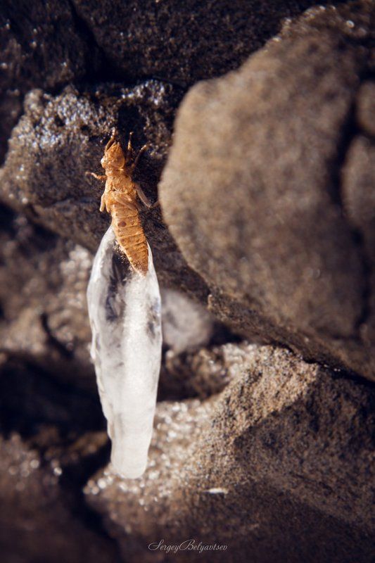 Мох, Скала, Стрекоза, Трава Из жизни камнейphoto preview