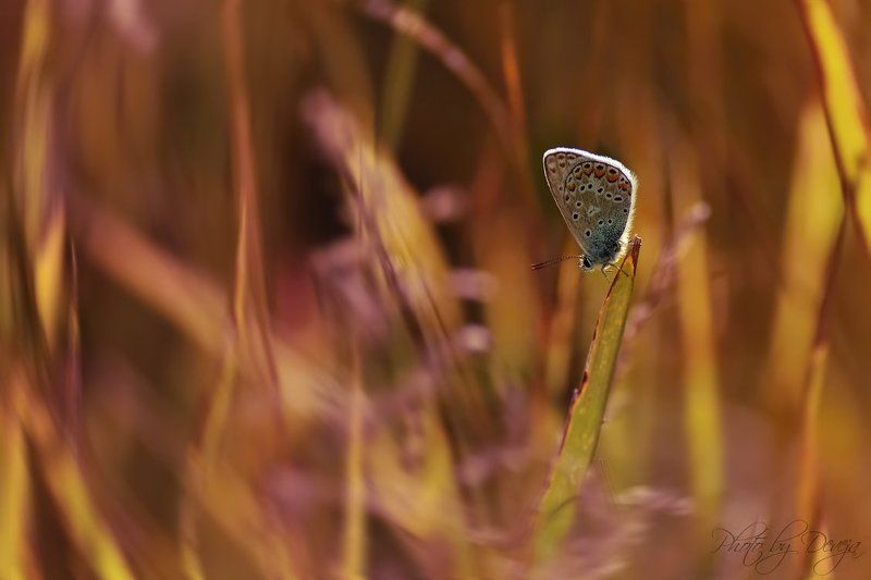 nature Бабочка мечтыphoto preview