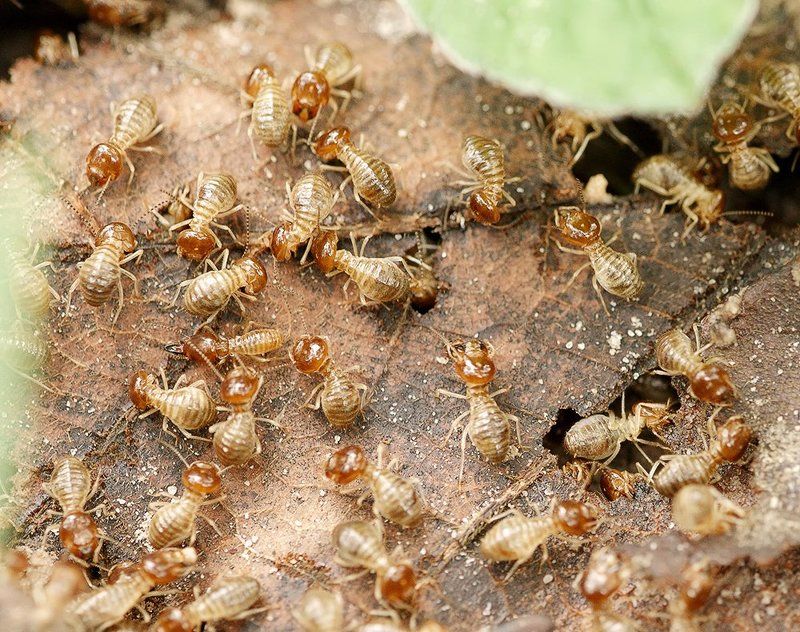 Лаос, Термиты, Тропики ***photo preview