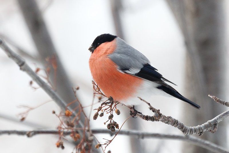 птицы, снегирь Покормите птичекphoto preview