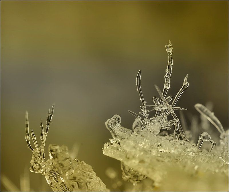 Не все то золото...photo preview