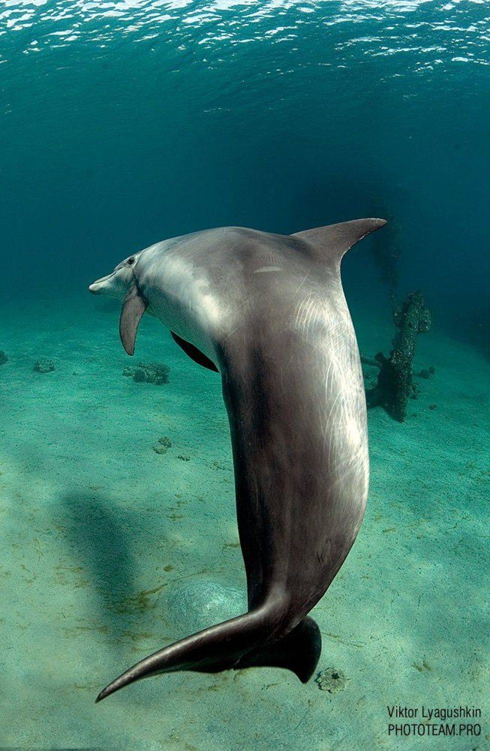 В салочки поиграем?. Автор: Витя Лягушкин , Витя Лягушкин