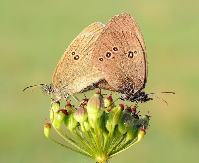Большая шутка ... фото превью
