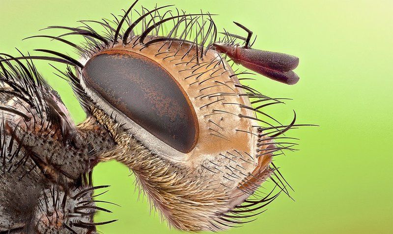 The Handsomephoto preview