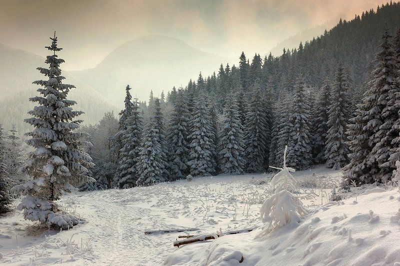 В лесу родилась елочка...photo preview