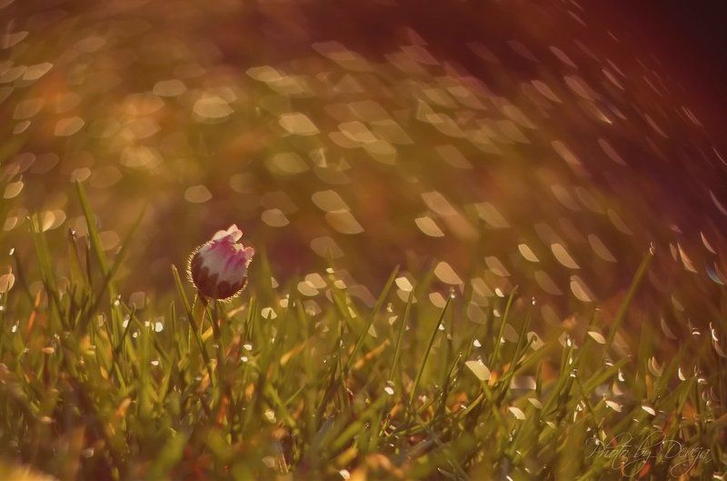 nature В утренней росеphoto preview