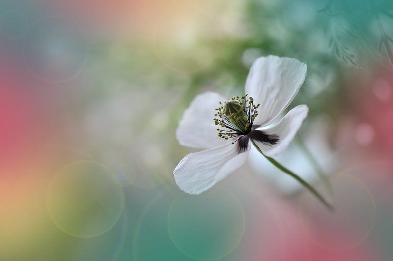 Bokeh, Color, Colors, Fine art, Flower, Light, Macro, Nikon -*-*-*-*-photo preview