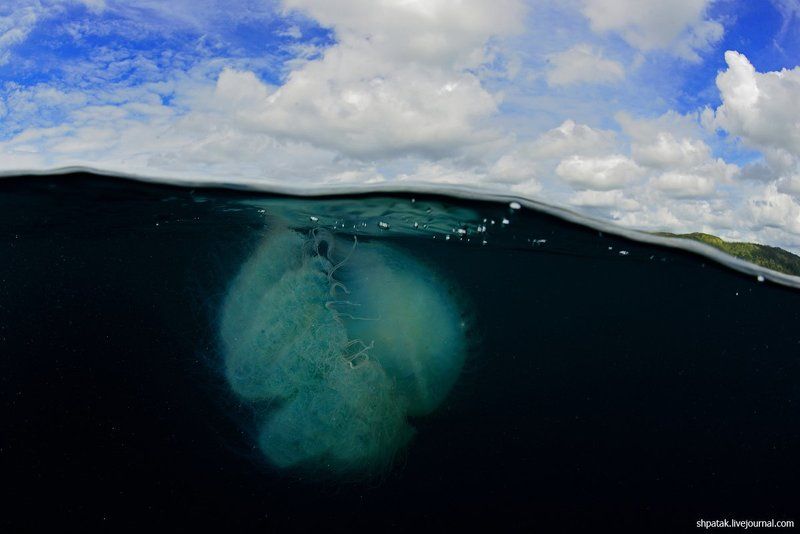Busuanga Bay. Jellifishe\'s splits.photo preview