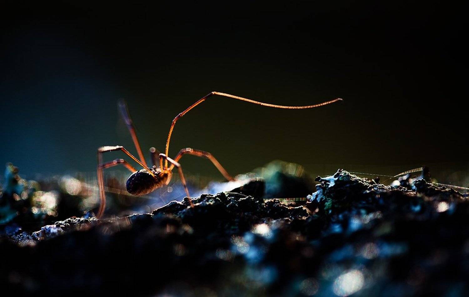 и пришел длинноногий.... Автор: Юлия Втюрина длинноногий, Юлия Втюрина