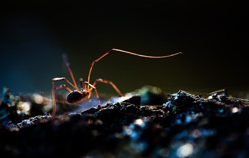 длинноногий и пришел длинноногий...photo preview