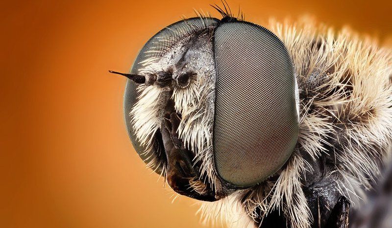 Fire Flyphoto preview