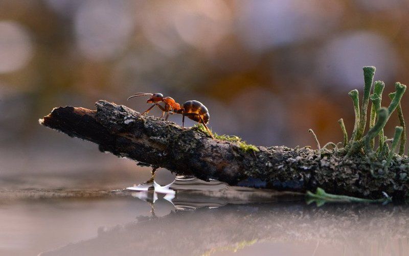 Венецианские мотивы.photo preview