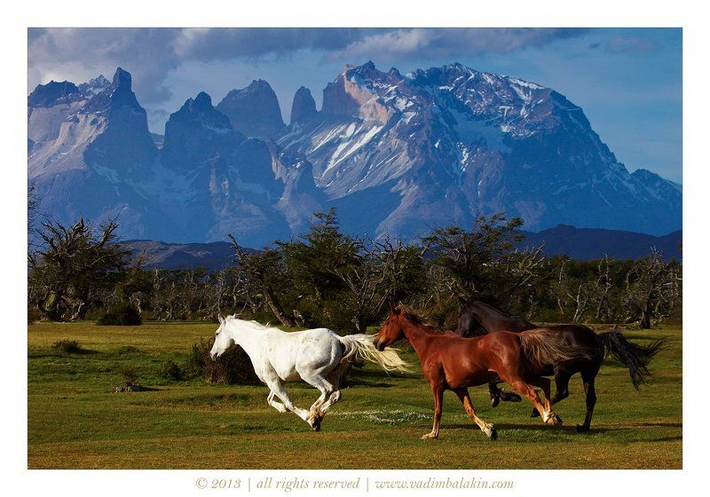 Патагония, Торрес дель Пайне, Чили Ветер свободы фото превью