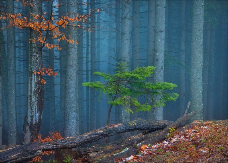 Карпатский Лесphoto preview