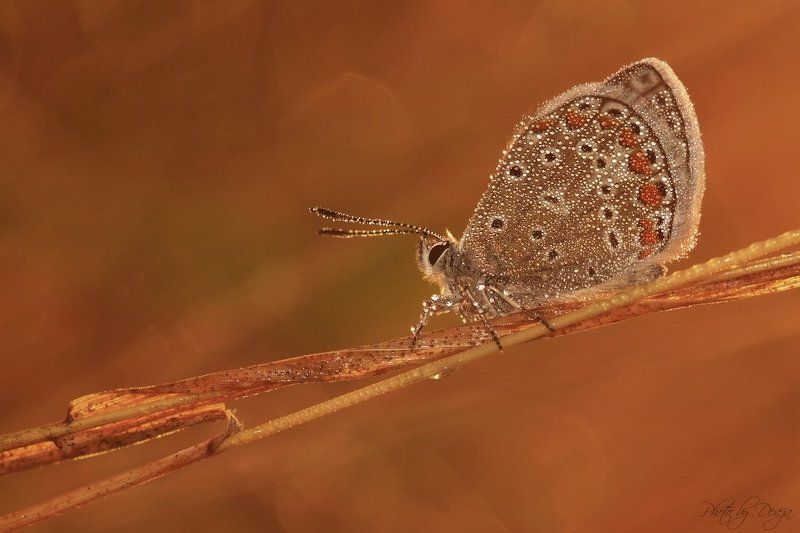nature Оранжевый объятияphoto preview
