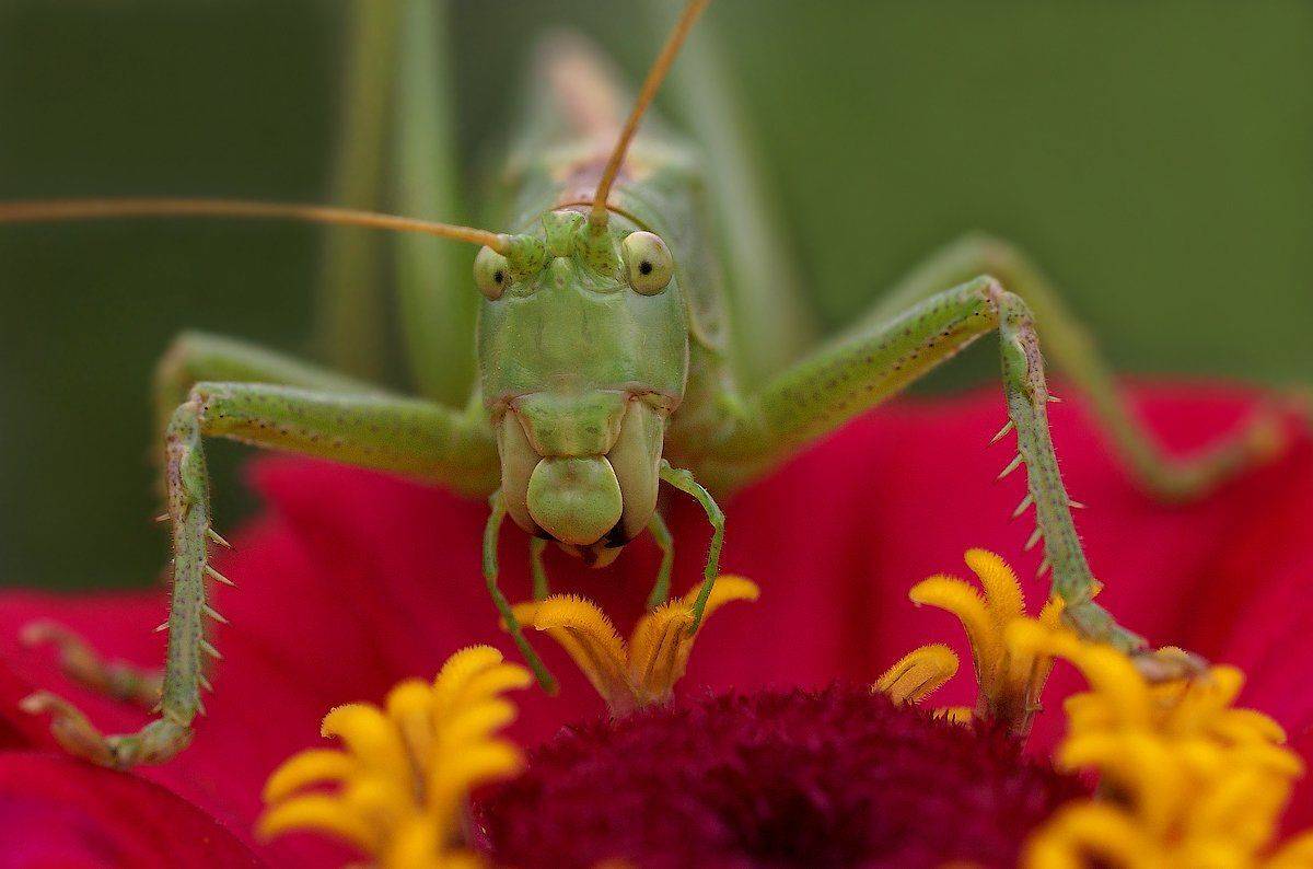"А мы тут плюшками балуемся!...". Автор: Ирина Фурашова , Ирина Фурашова