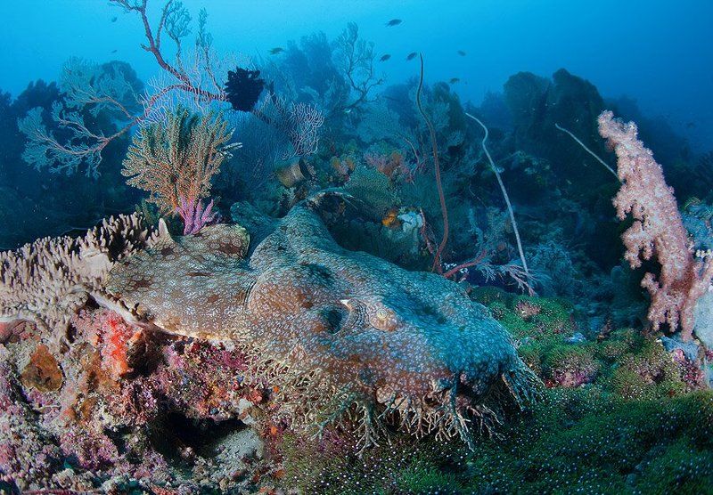 Австралийская ковроваяphoto preview