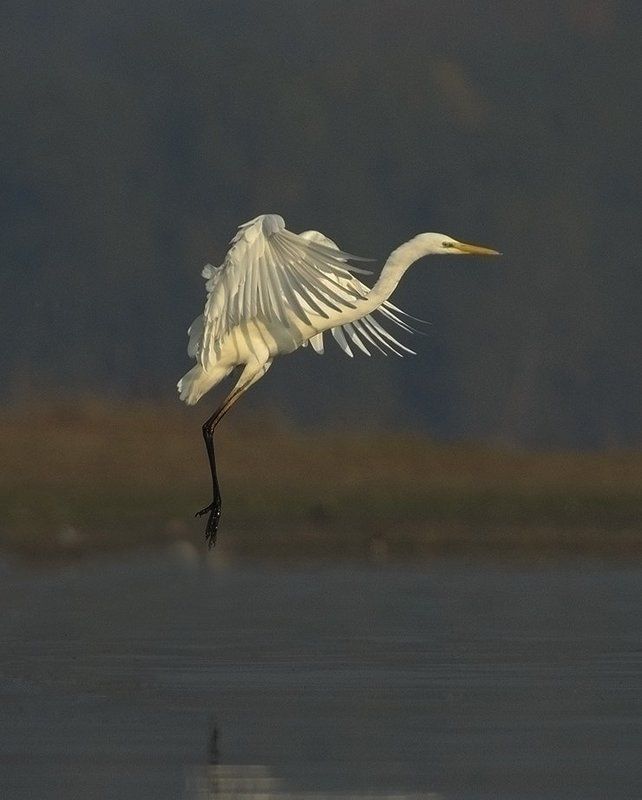 Греческий балетphoto preview