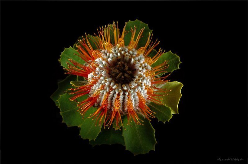 Банксияphoto preview