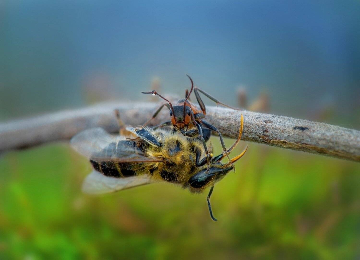 , Алексей Дранговский