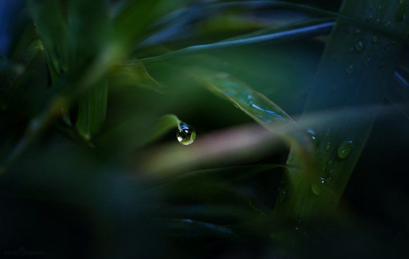 Жемчужинаphoto preview