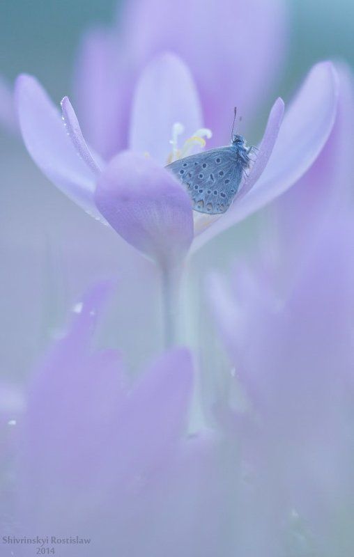 В тумане осенних цветовphoto preview